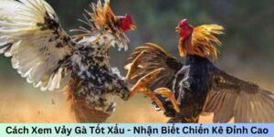 Cách xem vảy gà tốt xấu