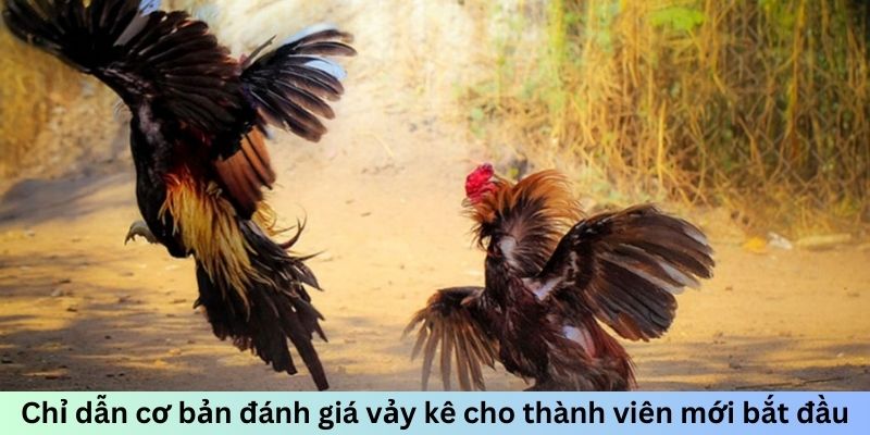 Chỉ dẫn cơ bản đánh giá vảy kê cho thành viên mới bắt đầu