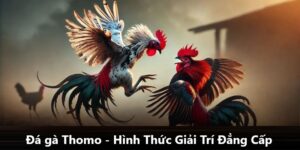 Đá Gà Thomo Kubet88 - Nội Dung Giải Trí Đặc Sắc & Thú Vị