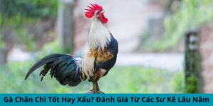 Gà chân chì tốt hay xấu