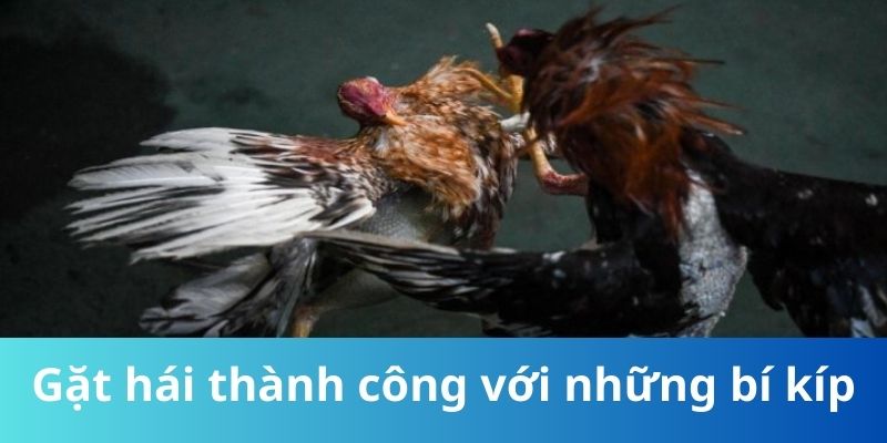 Gặt hái thành công với những bí kíp