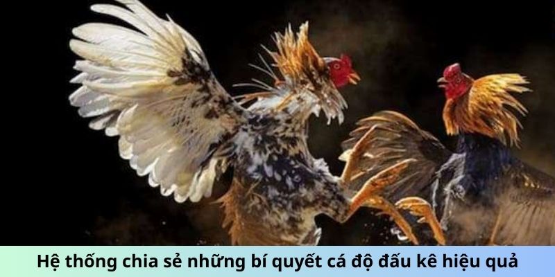 Hệ thống chia sẻ những bí quyết cá độ đấu kê hiệu quả