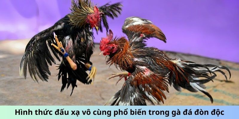 Hình thức đấu xạ vô cùng phổ biến trong gà đá đòn độc