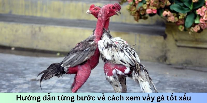 Hướng dẫn từng bước về cách xem vảy gà tốt xấu