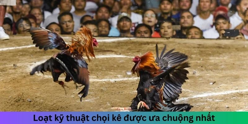 Loạt kỹ thuật chọi kê được ưa chuộng nhất