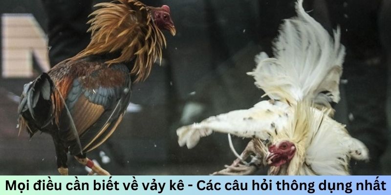 Mọi điều cần biết về vảy kê - Các câu hỏi thông dụng nhất