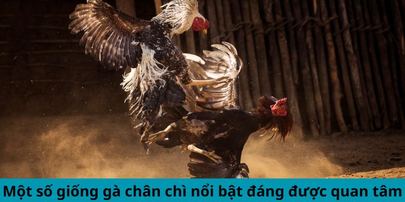 Một số giống gà chân chì nổi bật đáng được quan tâm