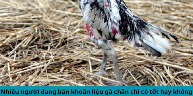 Nhiều người đang băn khoăn liệu gà chân chì có tốt hay không