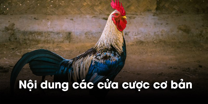 Nội dung những kèo cược chọi kê xanh chín nhất