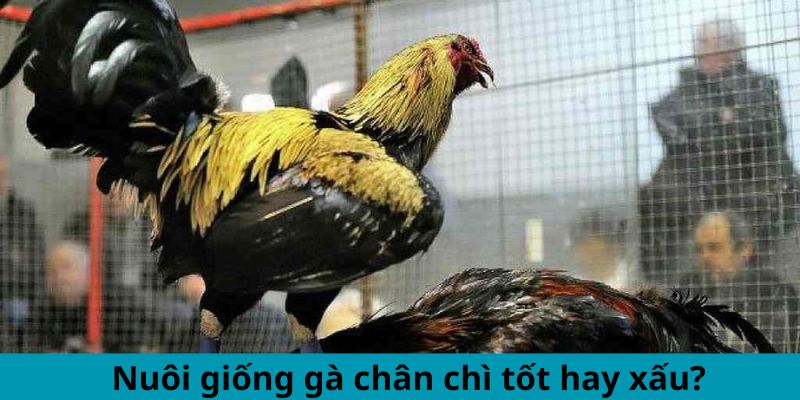 Nuôi giống gà chân chì tốt hay xấu?