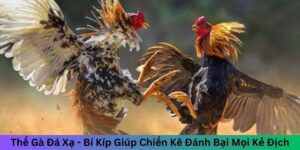 Thế Gà Đá Xạ – Bí Kíp Giúp Chiến Kê Đánh Bại Mọi Kẻ Địch