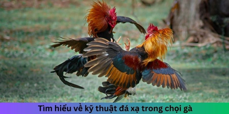 Tìm hiểu về kỹ thuật đá xạ trong chọi gà