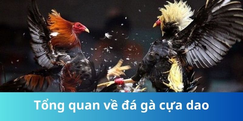 Tổng quan về đá gà cựa dao